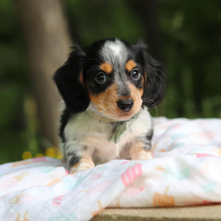 Dexter - Available 6/5
