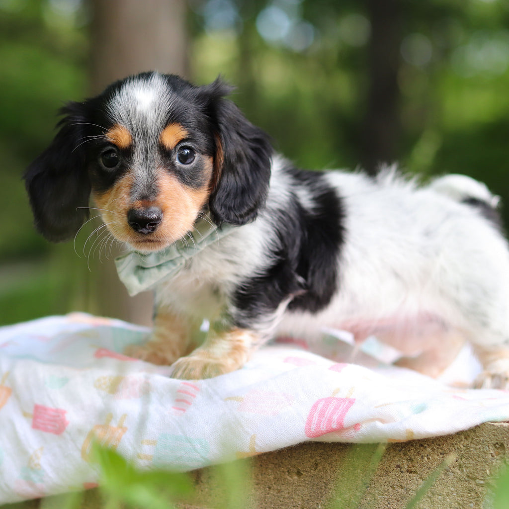 Dexter - Available 6/5
