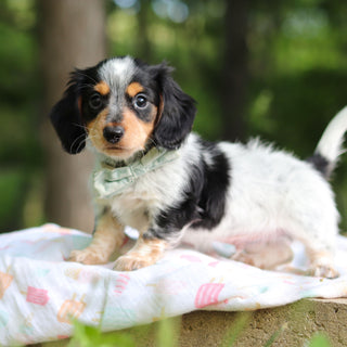 Dexter - Available 6/5