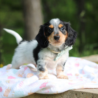 Dexter - Available 6/5
