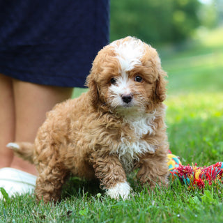 Keegan - Available 7/23