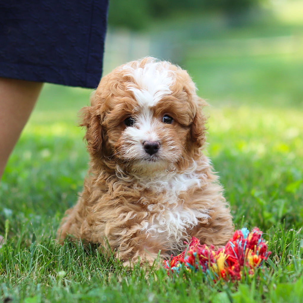 Keegan - Available 7/23