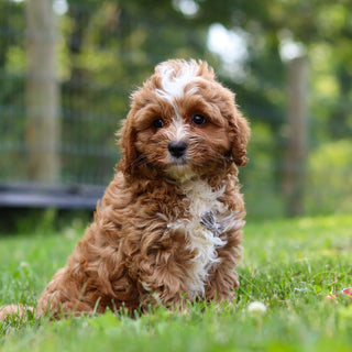 Kingsley - Available 7/23