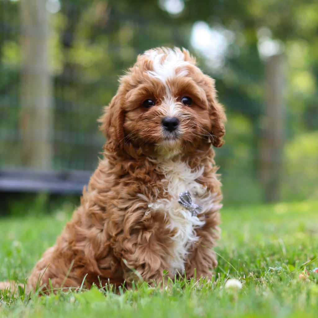 Kingsley - Available 7/23