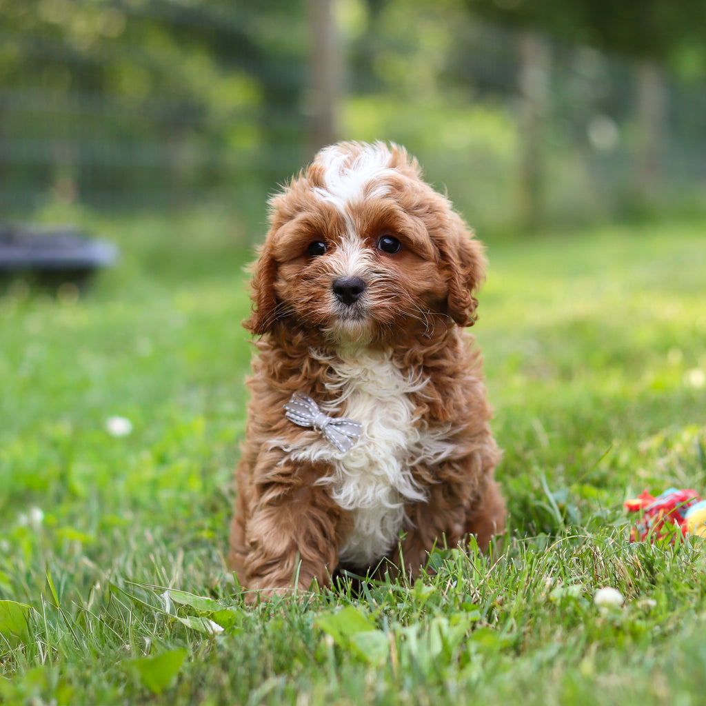 Kingsley - Available 7/23