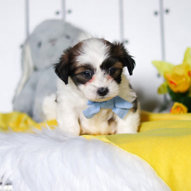 Riggins - Available 4/23