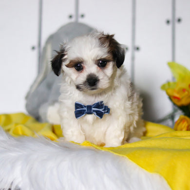 Rhino - Available 4/23