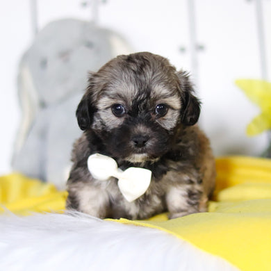 Rory - Available 4/23