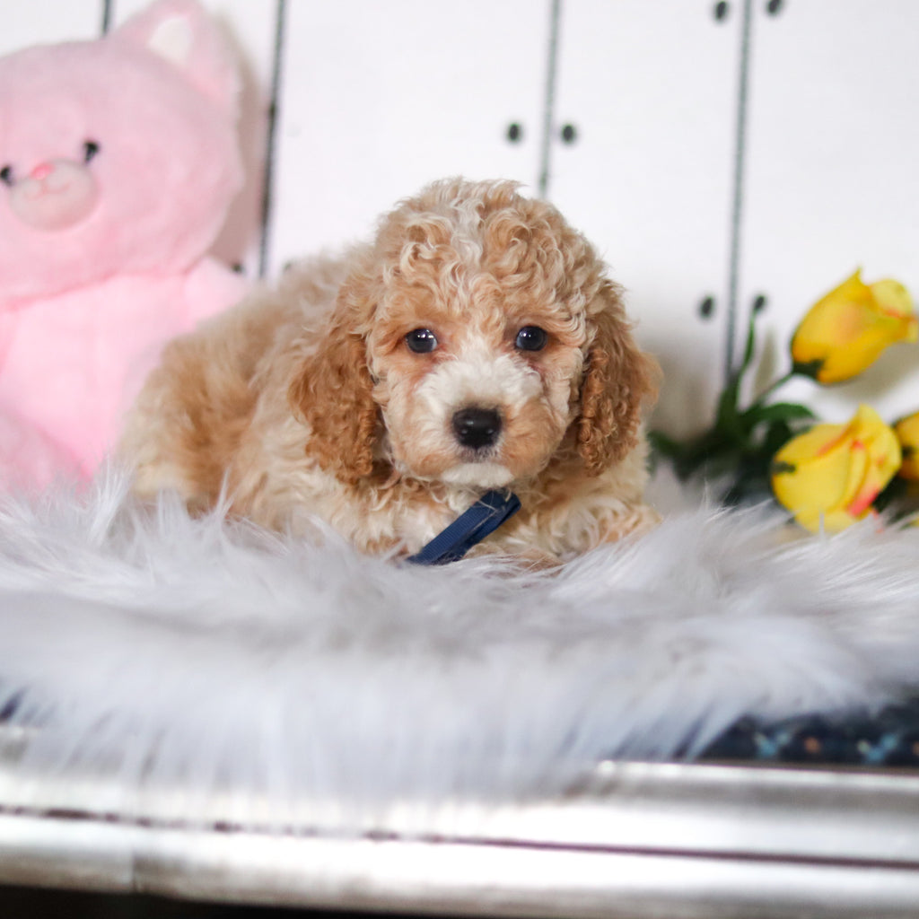 Reed - Available 4/23