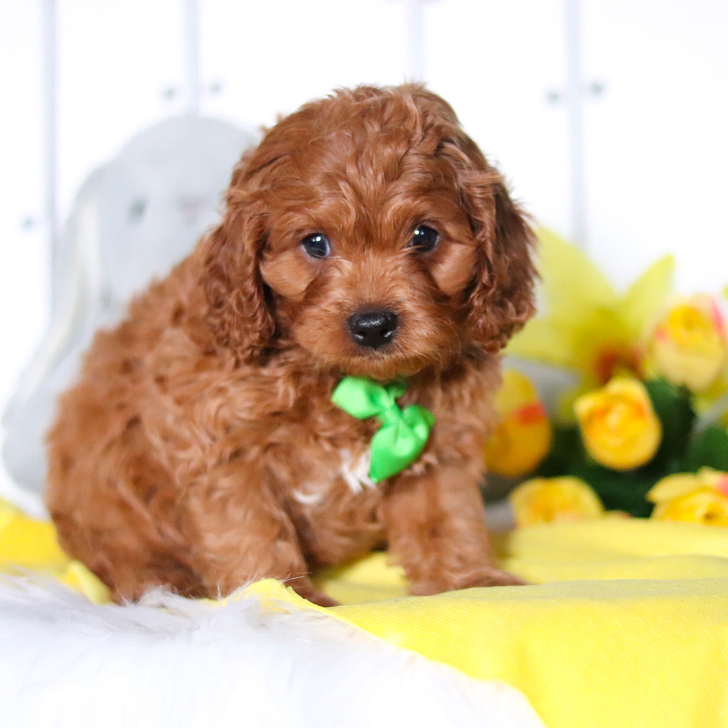 Henry - Available Now