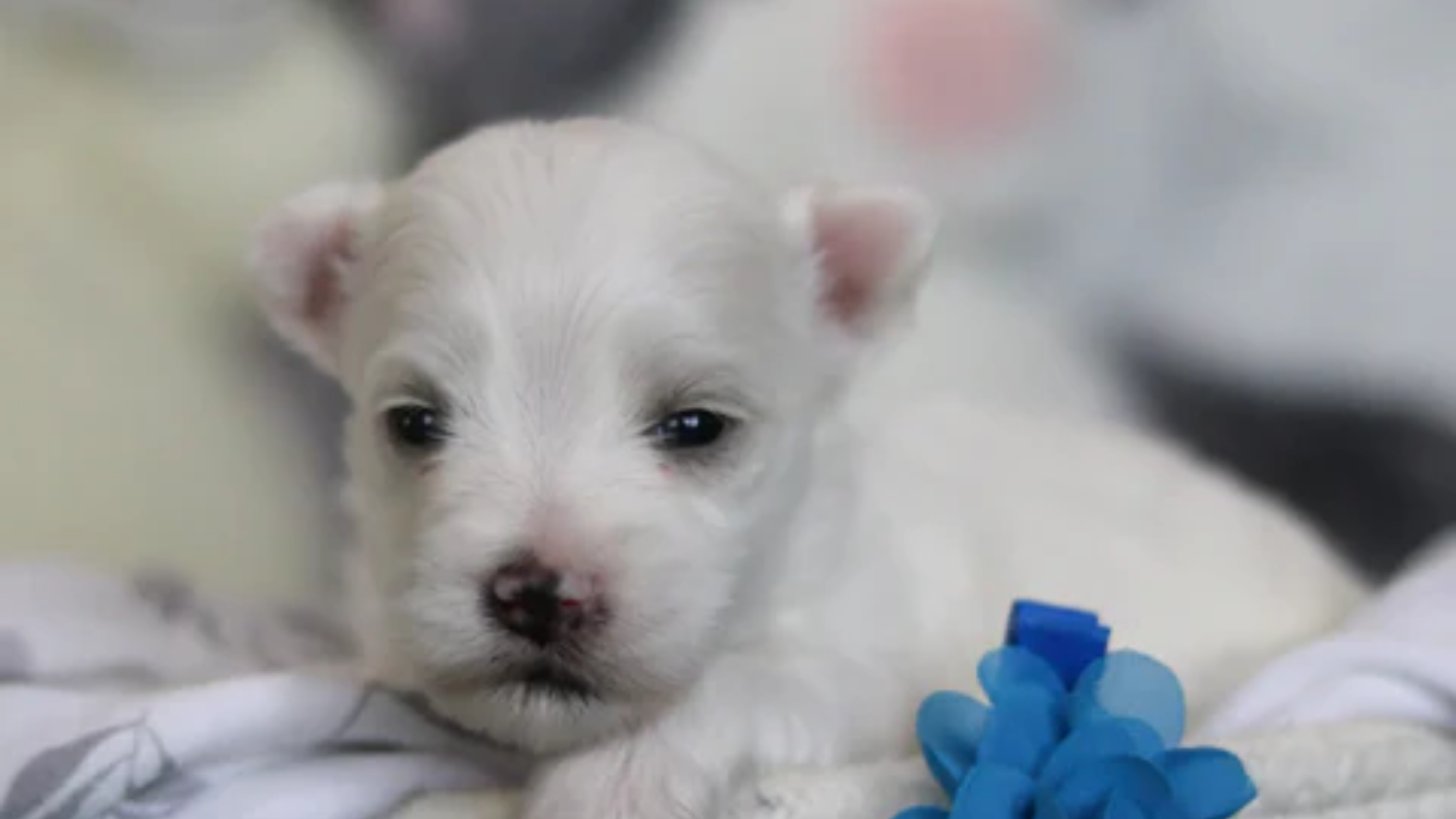 Teacup Maltese Puppy