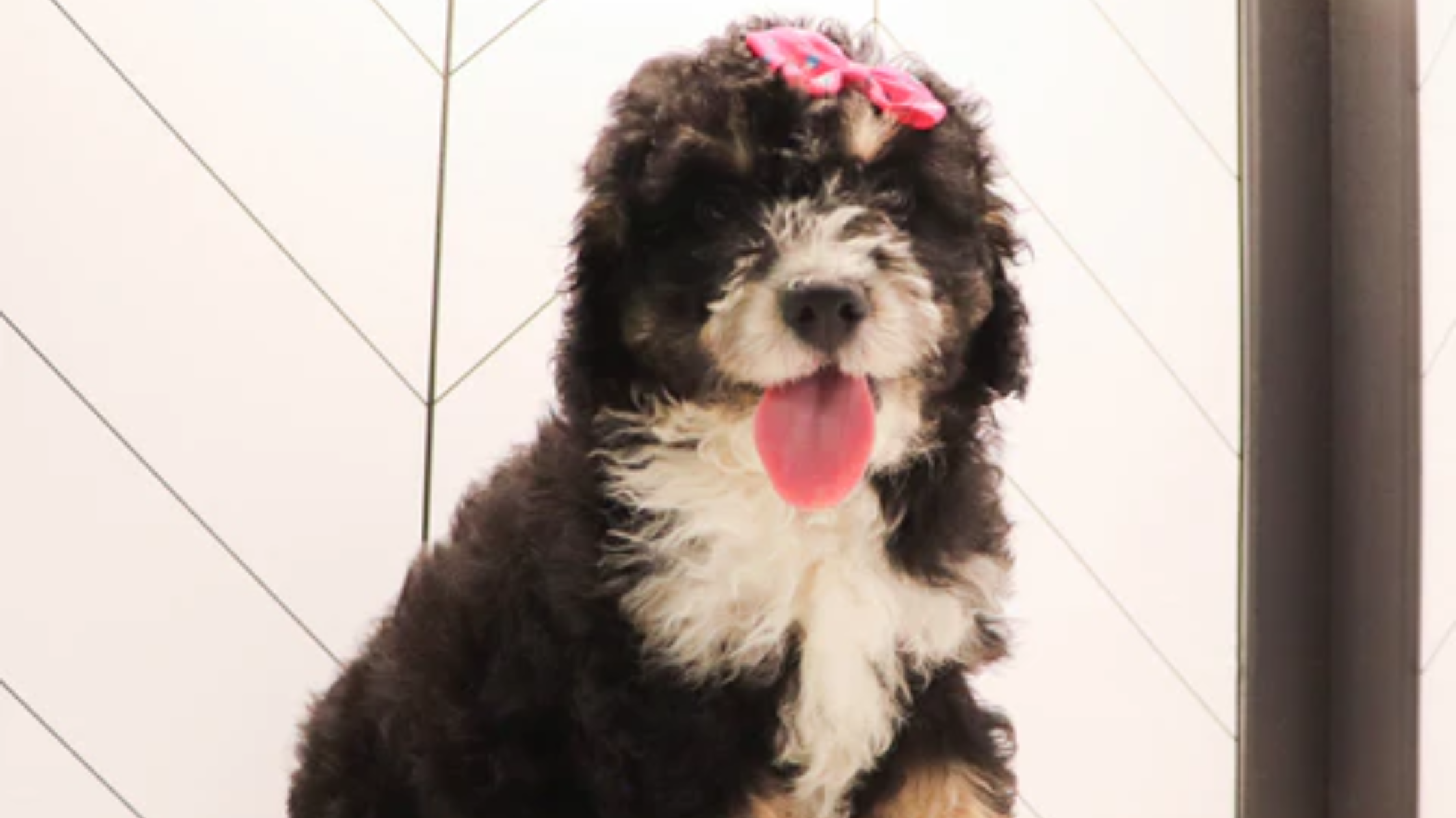 mini bernedoodle puppy