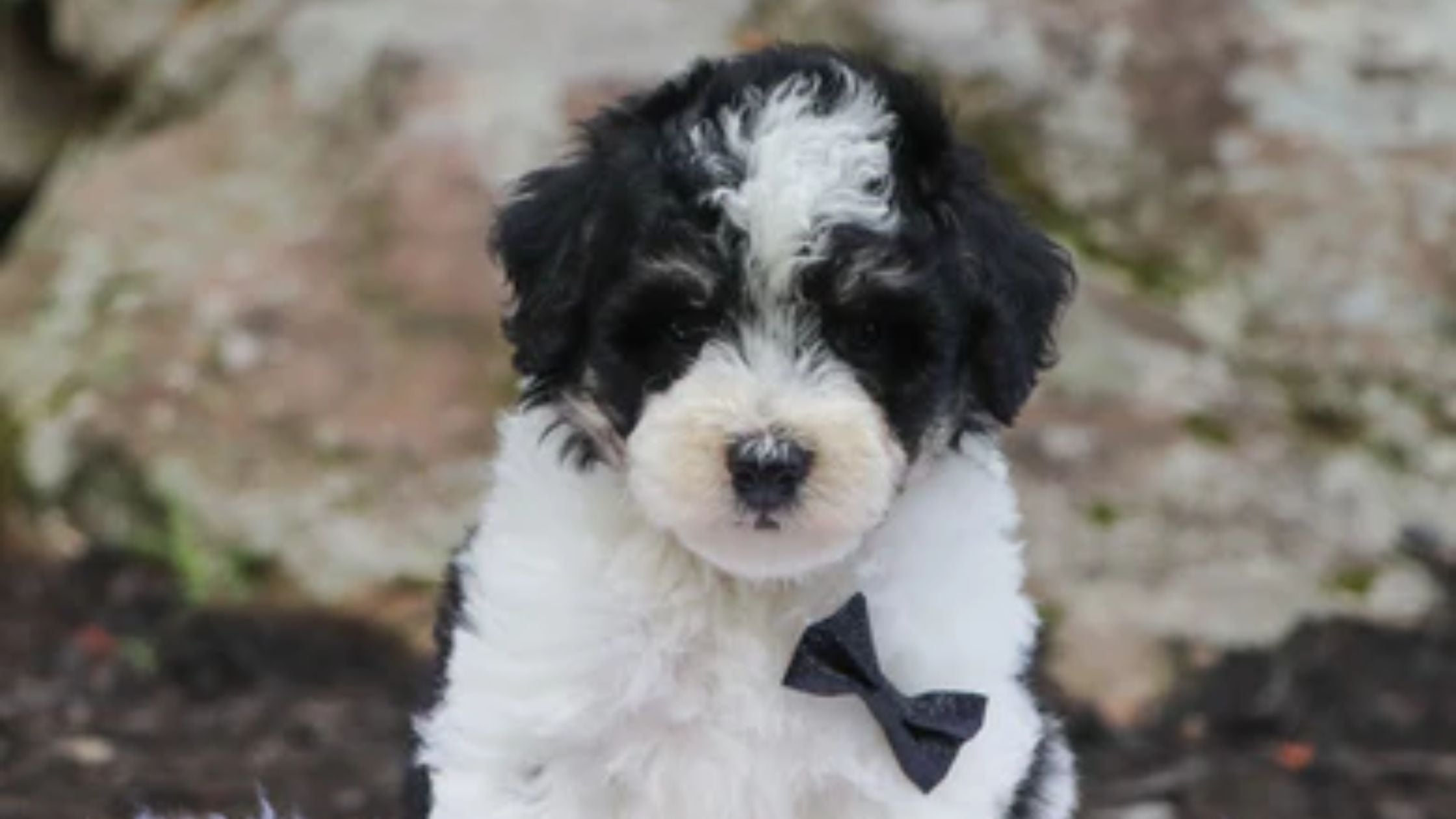 MIni Bernedoodle