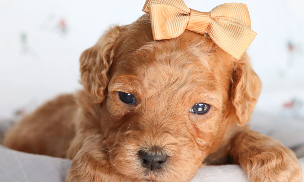 mini goldendoodle