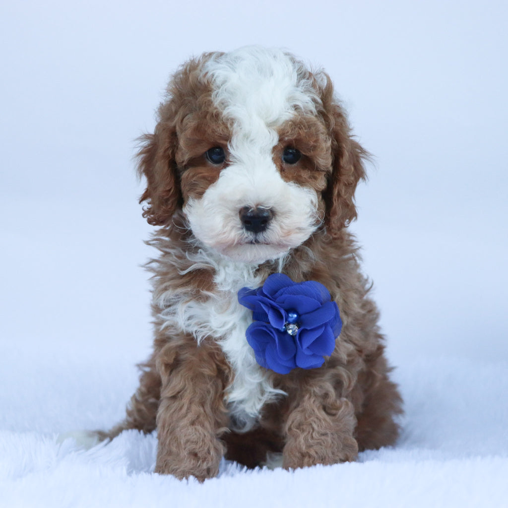 Ollie - Available 10/15