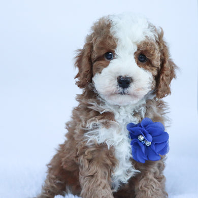 Ollie - Available 10/15