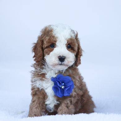 Ollie - Available 10/15