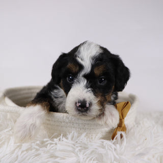 Winston - Available 12/17