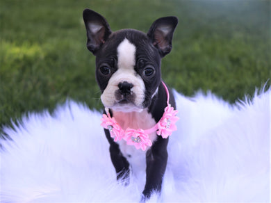*RESERVED* Cheyenne Female Boston Terrier Puppy