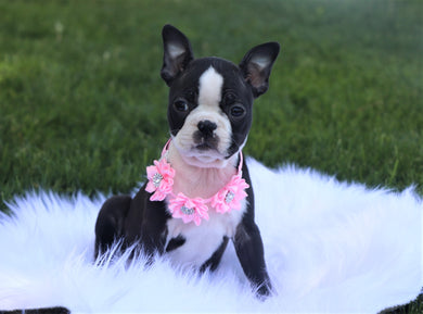 *RESERVED* Cheyenne Female Boston Terrier Puppy
