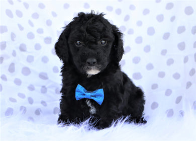 *RESERVED* Cinderella Female Mini F1B Sheepadoodle Puppy