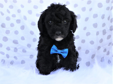 *RESERVED* Cinderella Female Mini F1B Sheepadoodle Puppy